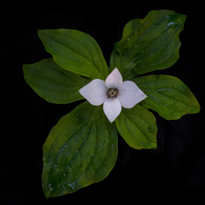 Cornus unalasckensis, Bunchberry.jpg